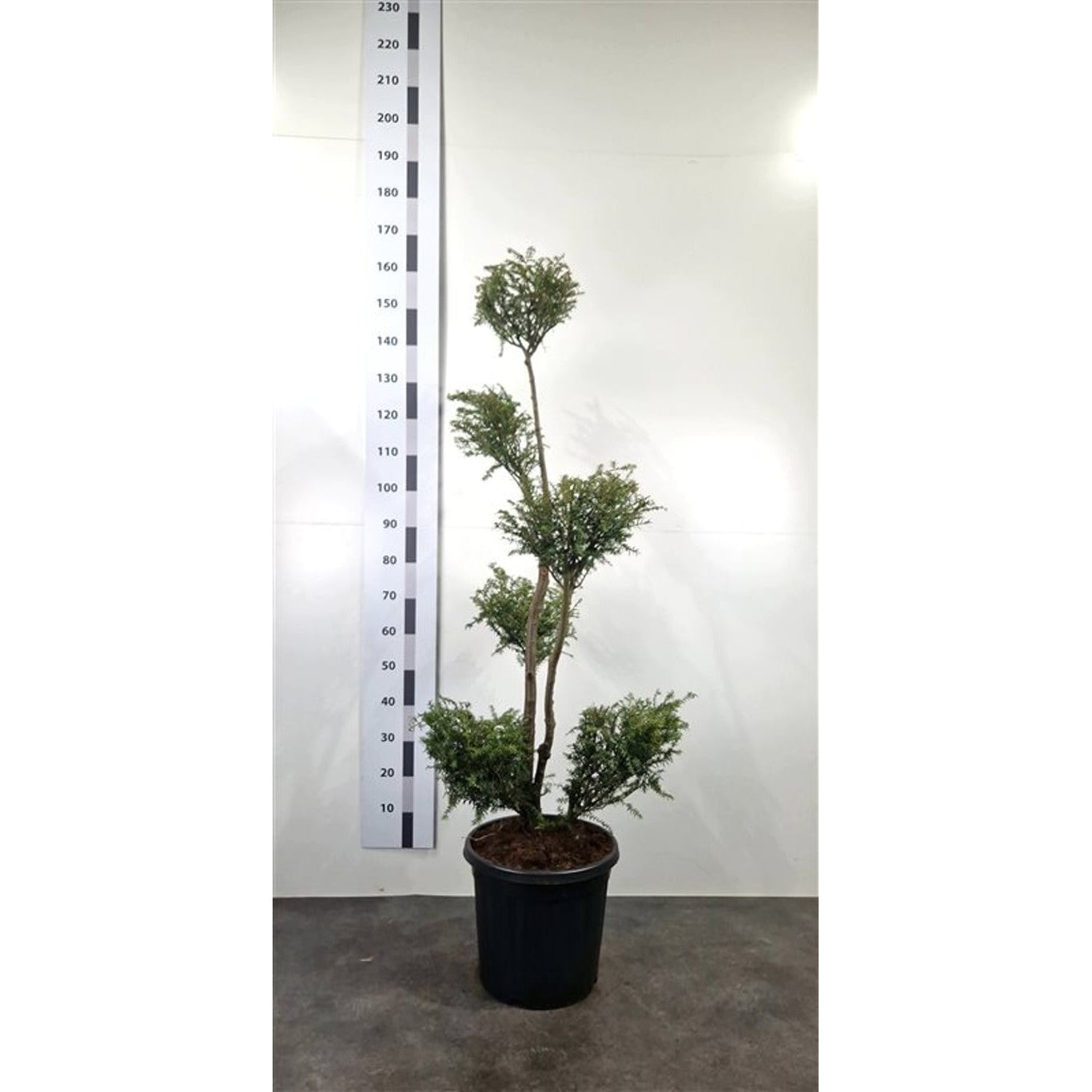 Hemlock – Tsuga canadensis - 120-140 CM PonPon Cont.